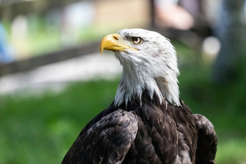 an eagle sits on the ground with his eyes opened