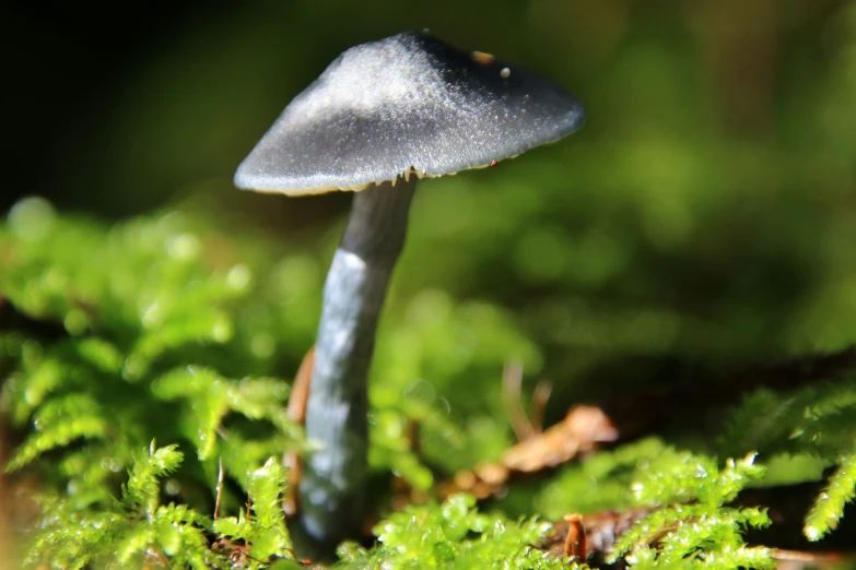 a black mushroom sits on a moss covered surface