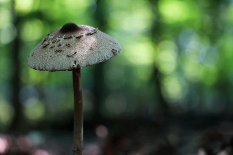 a very small mushroom is growing on the forest floor