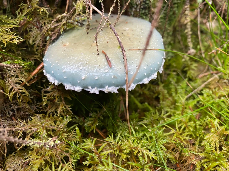 a small blue mushroom surrounded by moss and lichen