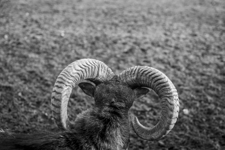 a black and white po of a ram with very large horns