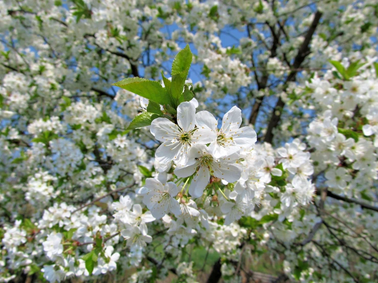 flowering tree with green leaves and blue sky in background