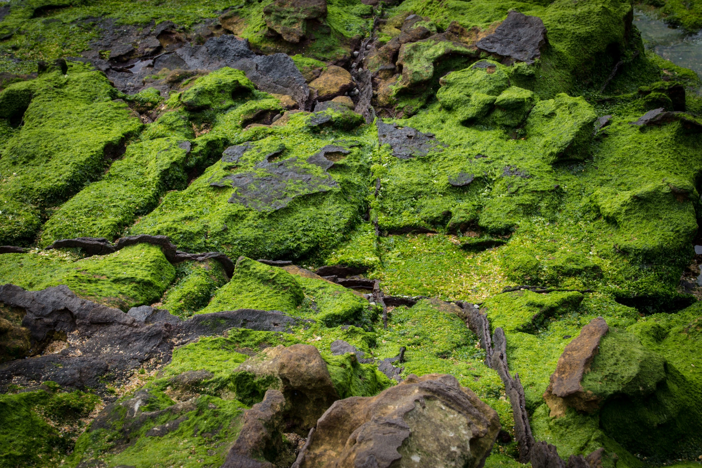 there is a lot of green mossy rocks