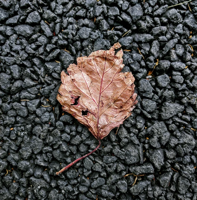 a leaf lies on the ground next to some black stones