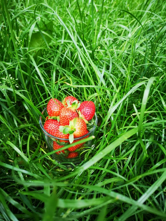 a bowl full of strawberries sits in the grass