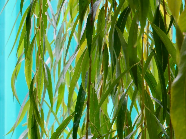a nch of bamboo with small leaves against a turquoise blue background