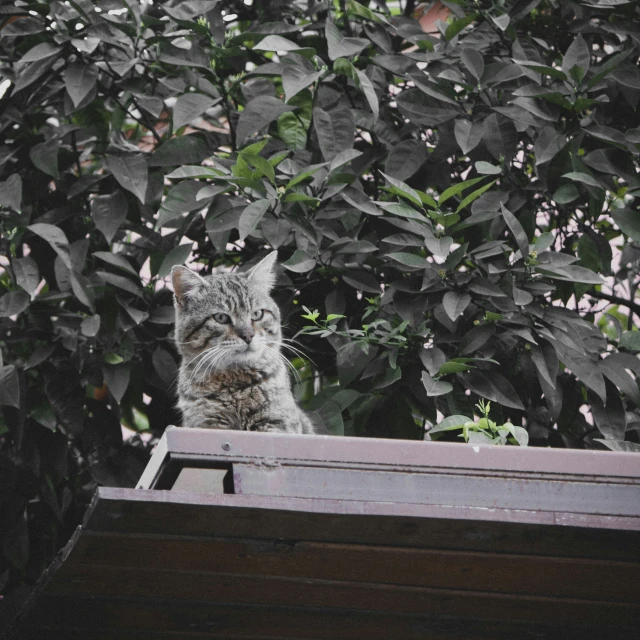 a cat with its eyes closed sits on the top of a wooden window ledge