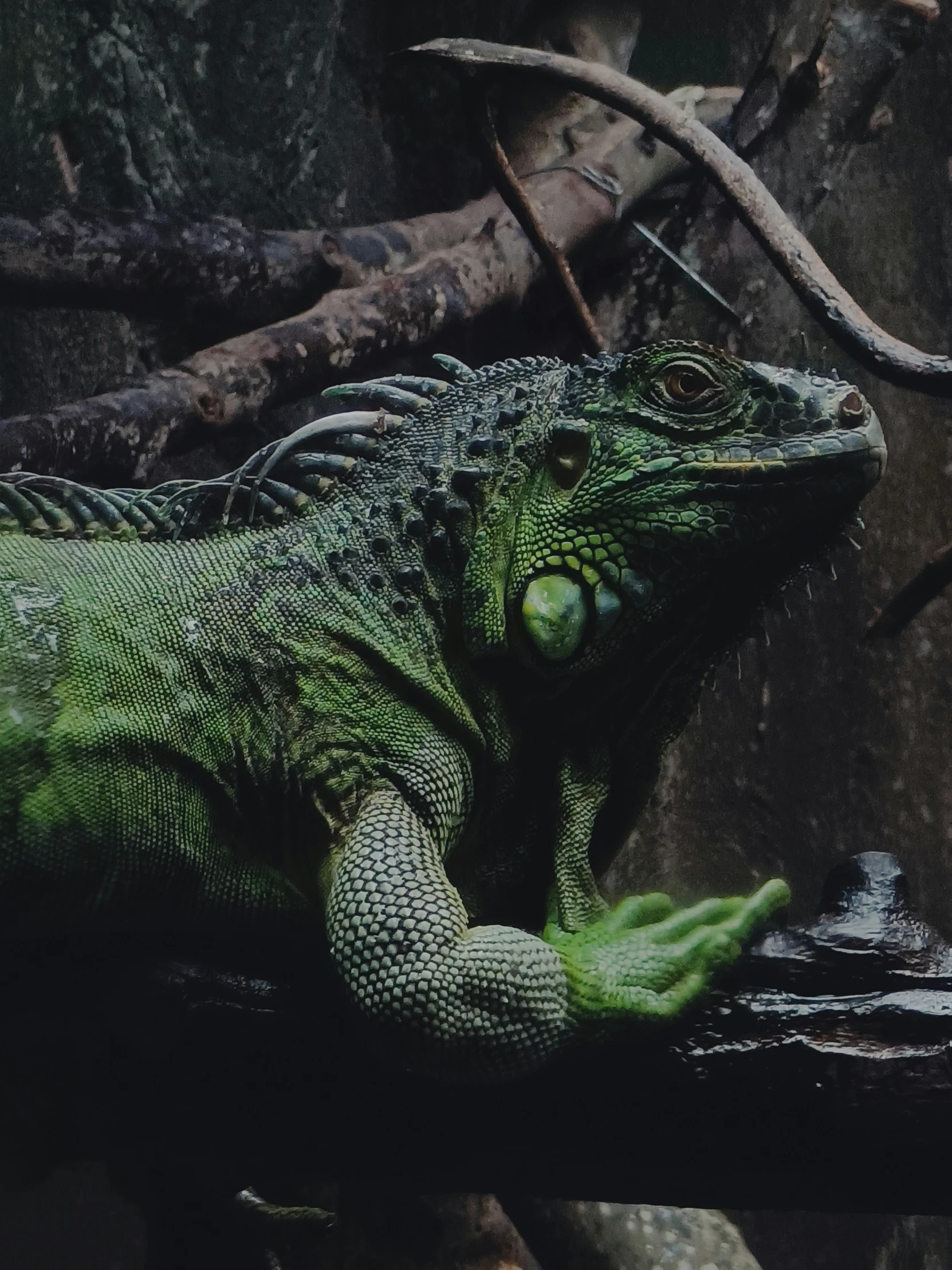 a green iguan is standing on a tree nch