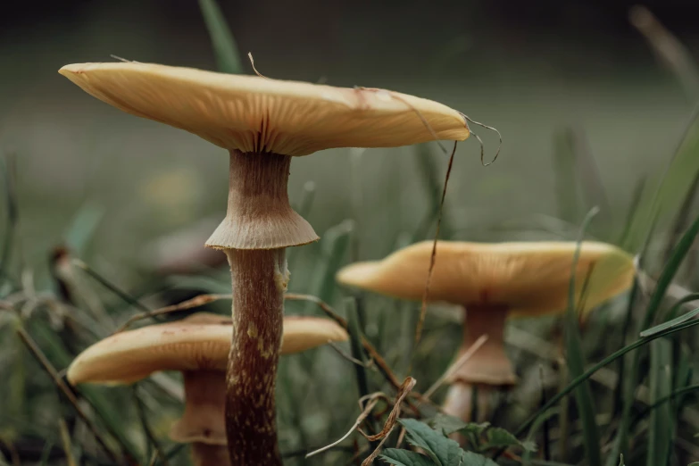 an image of three mushrooms that are in the grass