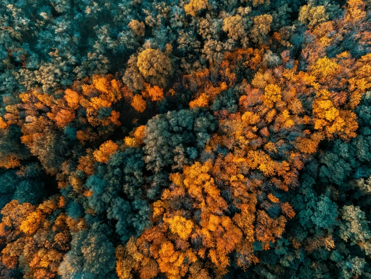 overhead view of trees with green and orange leaves