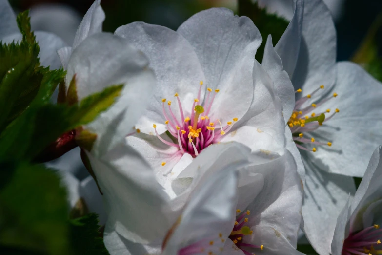 the flowers in the po are white and pink