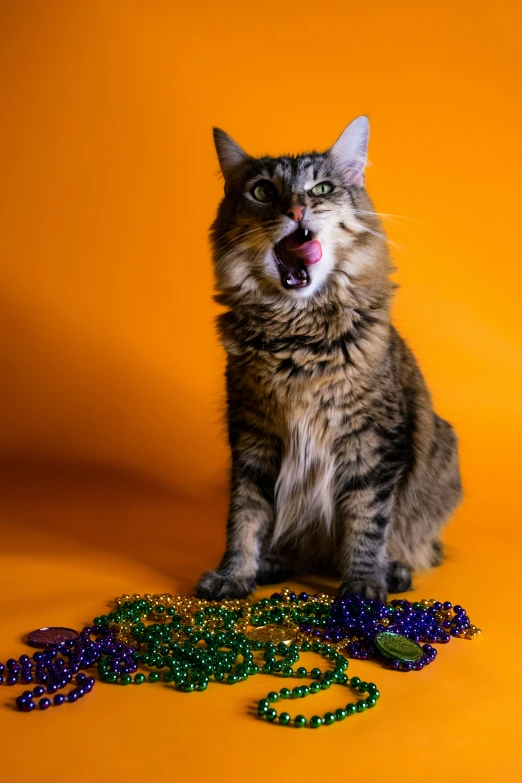 an adult grey cat with its mouth open and beads on the ground next to it