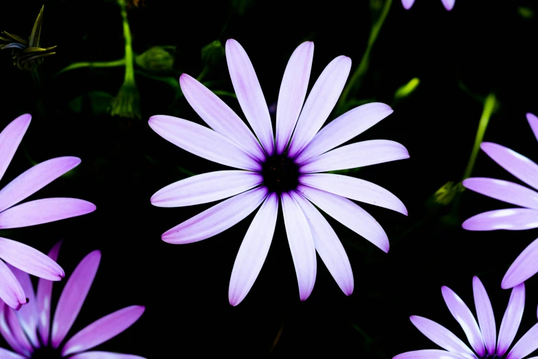 an image of a group of purple flowers