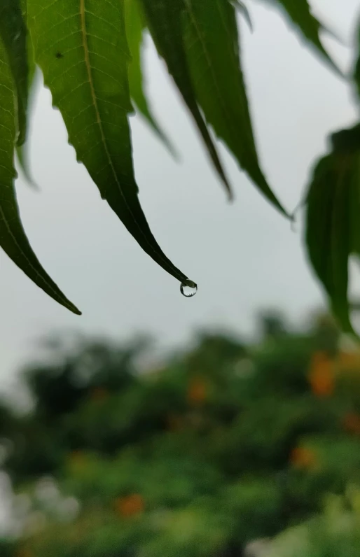 a drop of water is hanging from a tree