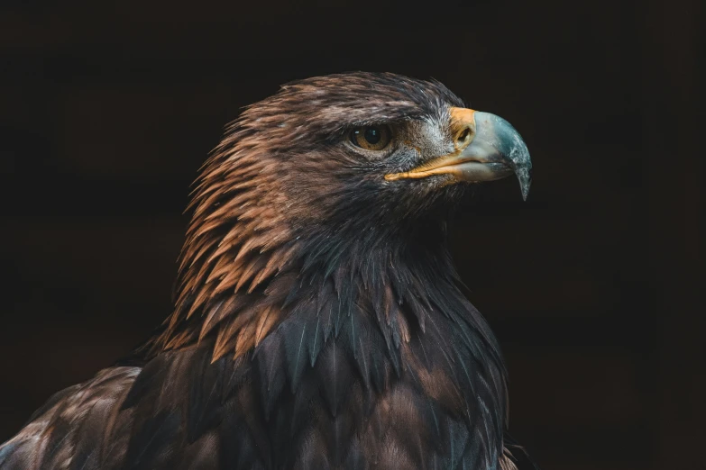 an eagle with a bright yellow beak stands next to a dark background