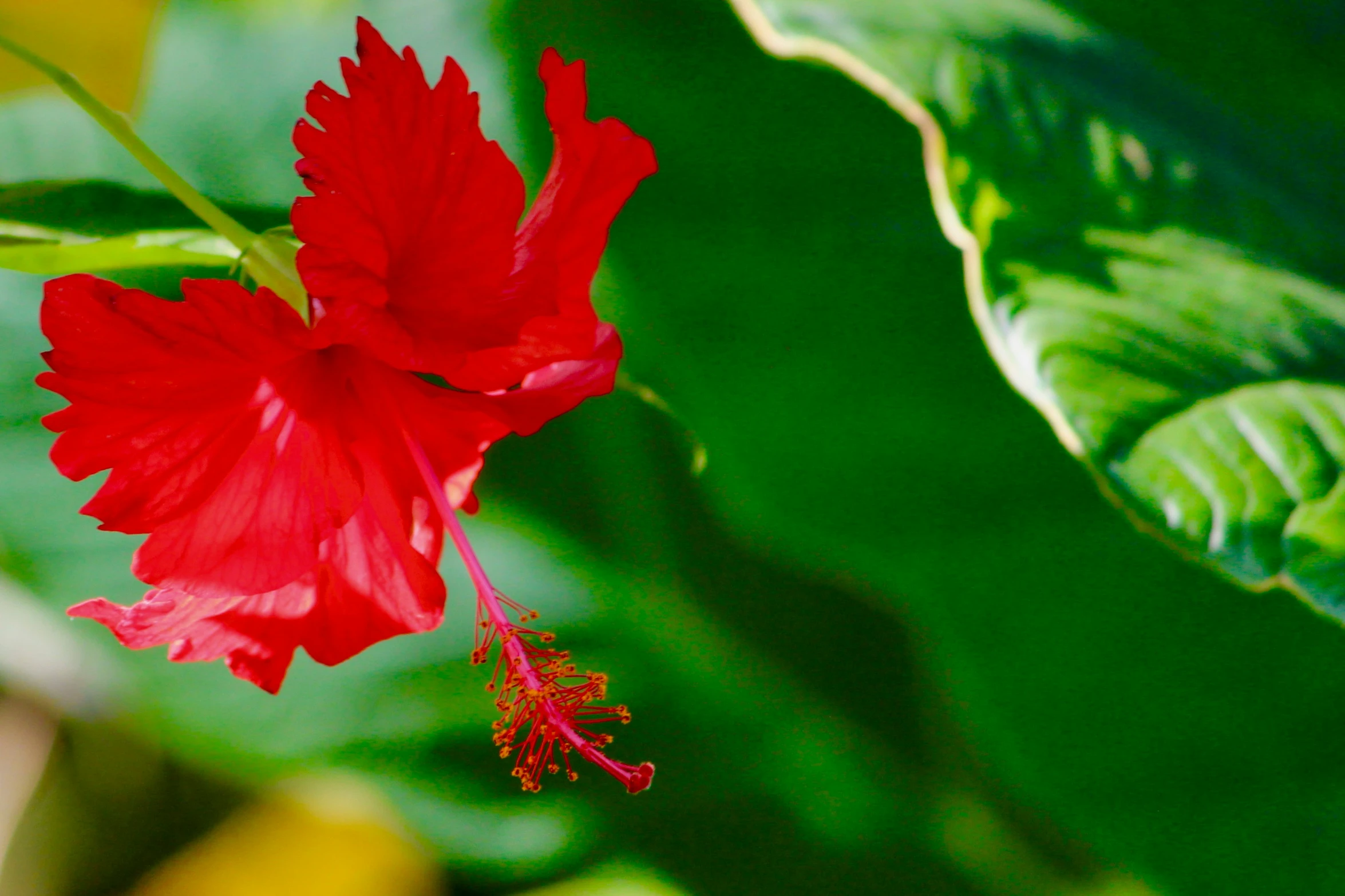 a flower with some leaves on it