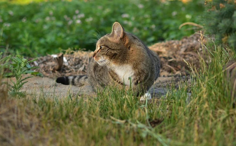 a cat is sitting in the grass staring