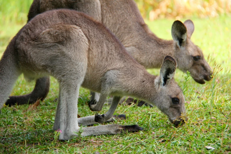 two kangaroos with one in the foreground eating grass