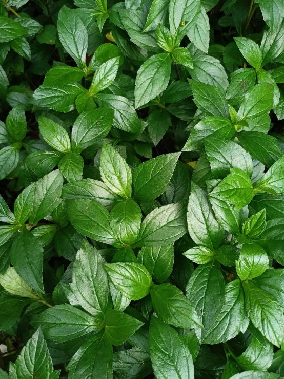 this close up image shows the delicate beauty of green leaves