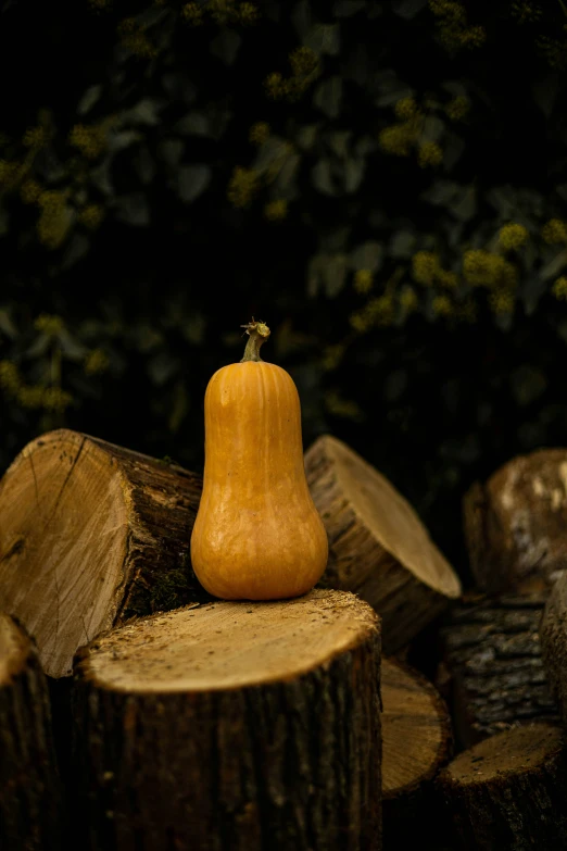 small yellow squash resting on logs near trees