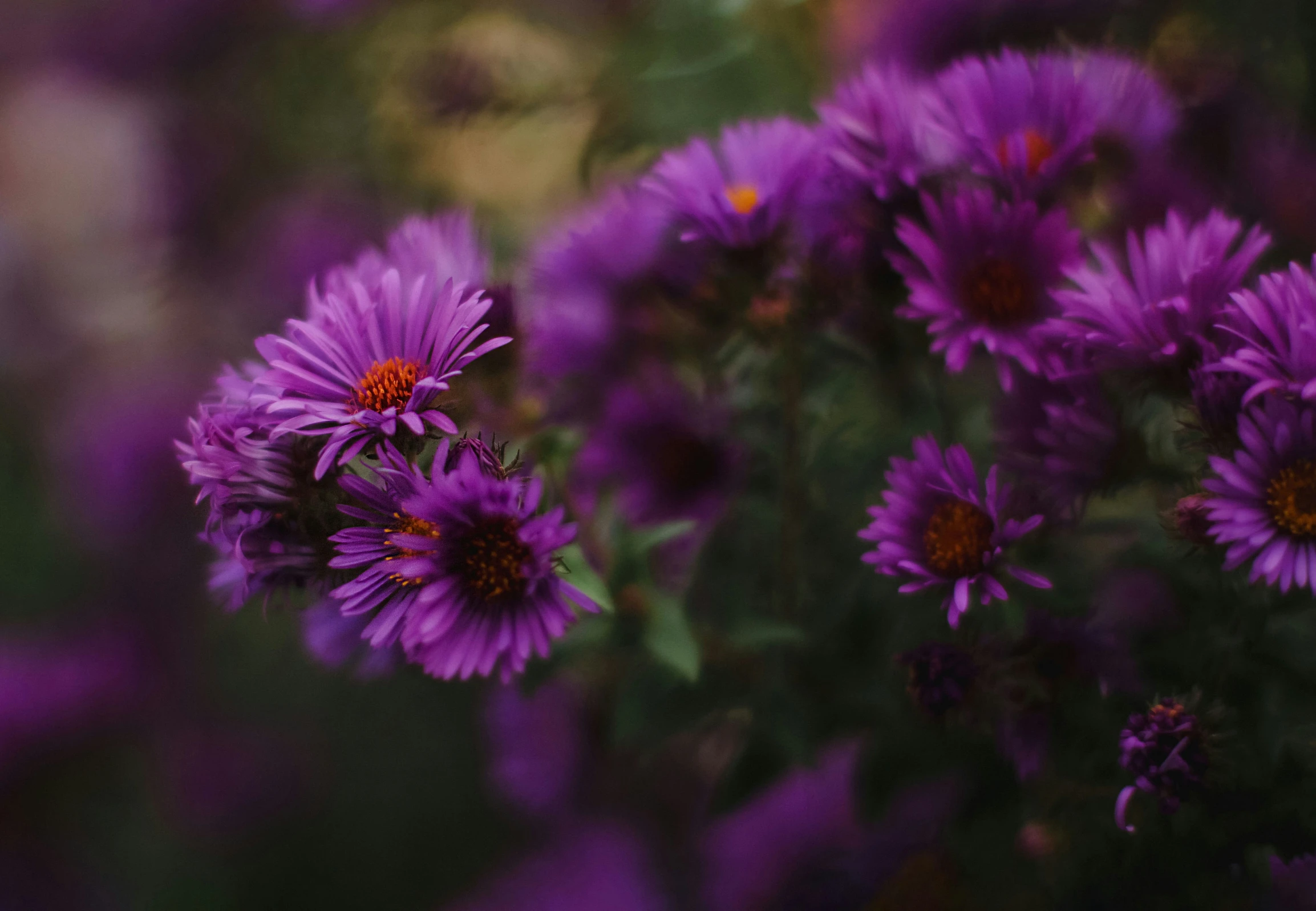 a couple of purple flowers that are in the day