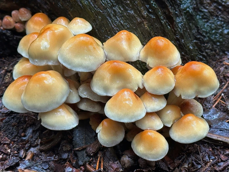 a group of mushrooms sitting on the ground next to a tree