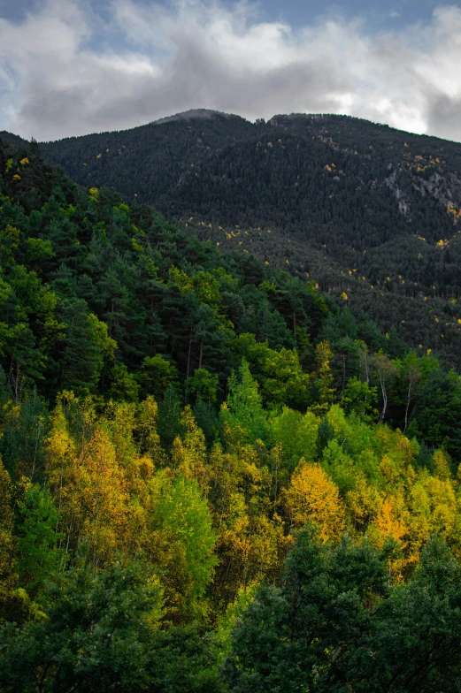 a mountain range is behind some trees and bushes