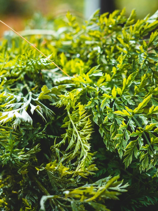 a plant with some very nice green leaves