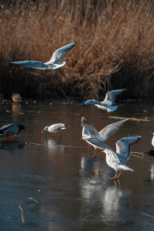 a group of seagulls gather on the ice in the water