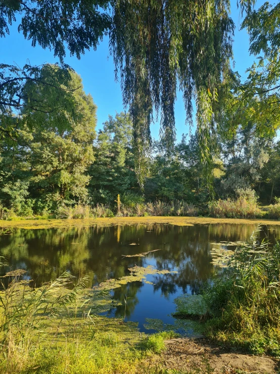 a small lake with a lush green forest in the background