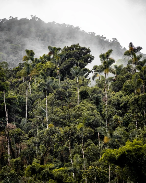 there is a view of the tree tops in the jungle