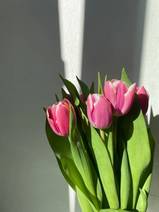 pink tulips are in a clear vase on the side of a wall