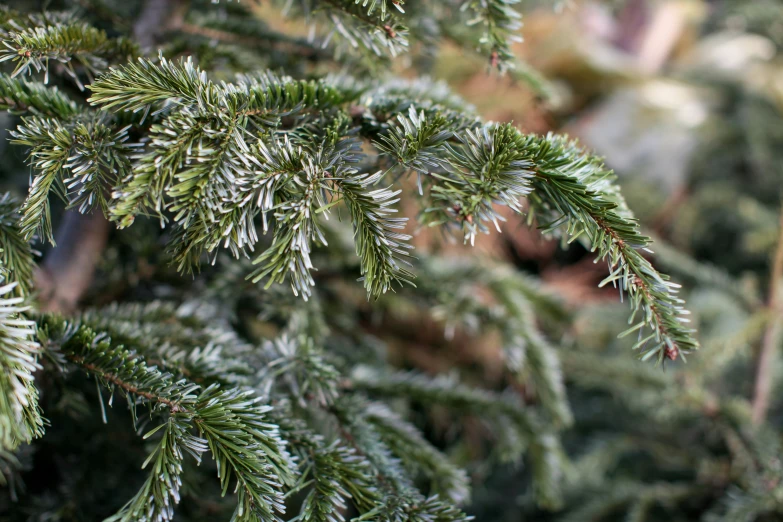 an up close s of a very green fir tree