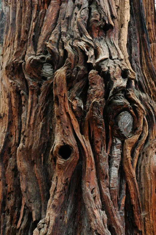 an image of tree bark showing the faces and rings