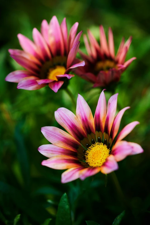 three flowers in bright pink and yellow colors