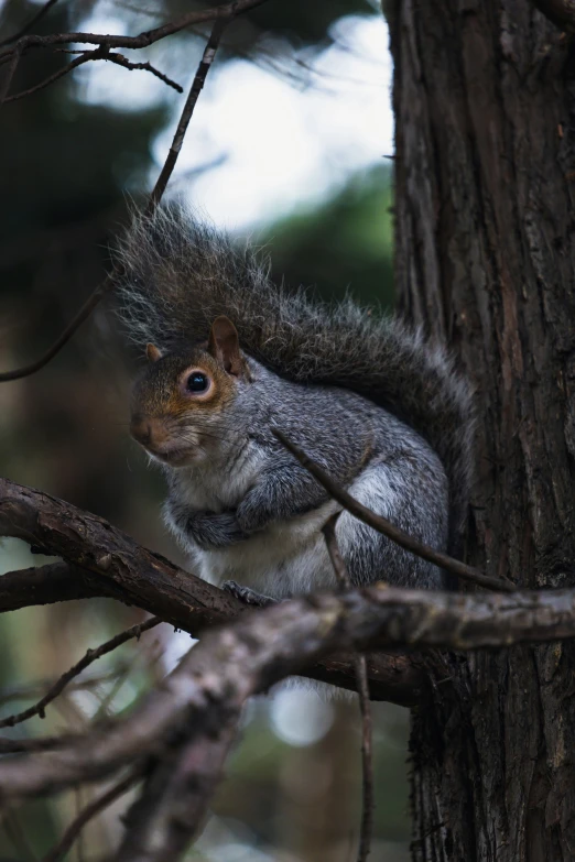 a squirrel sits on the nches of a tree