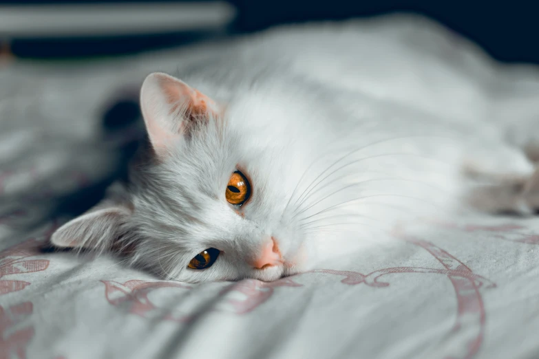 the white cat is lying down on a bed