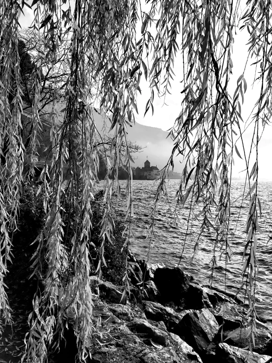 black and white pograph of tree nches over looking water