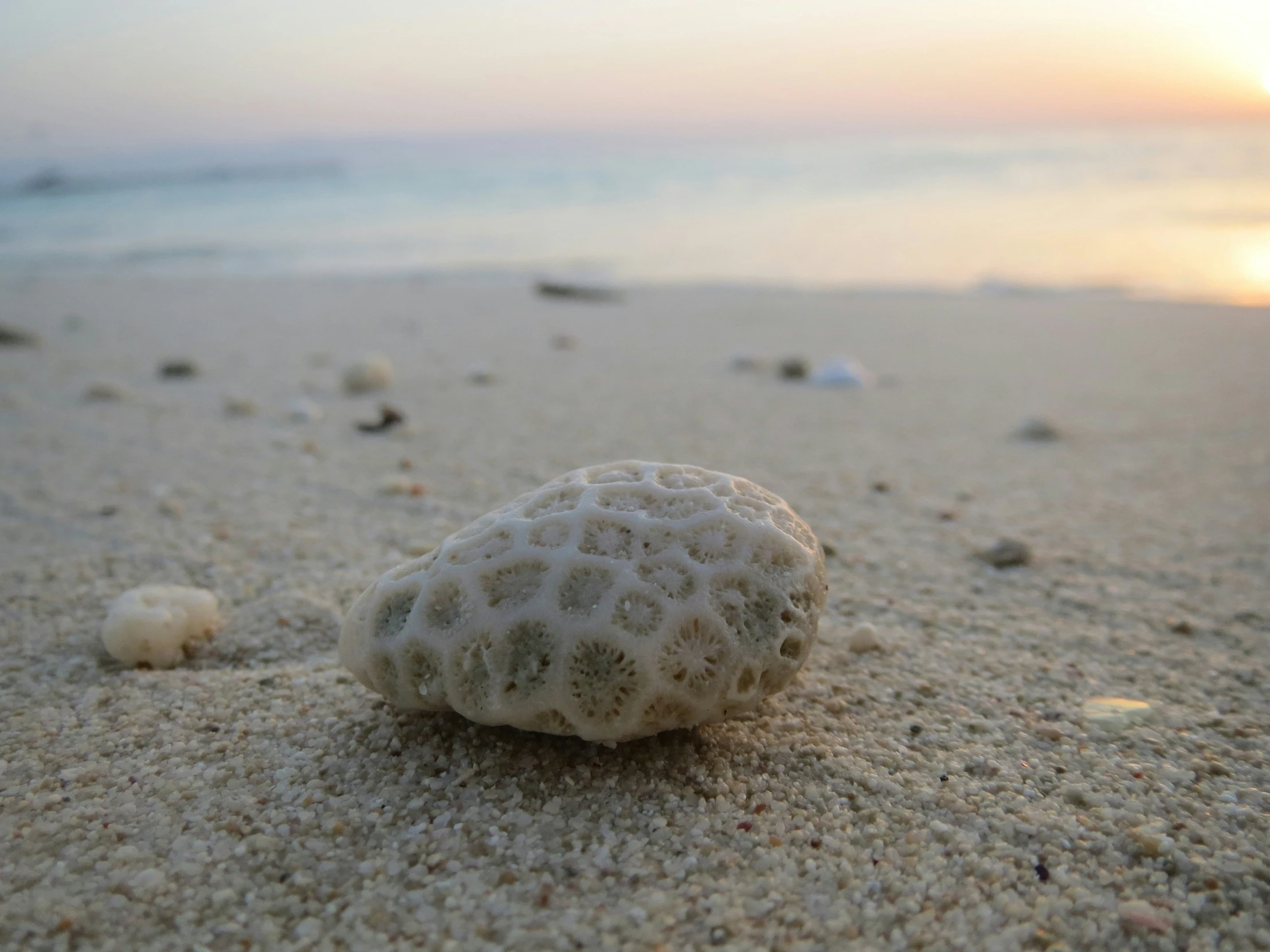 small stones and shells laying on a beach