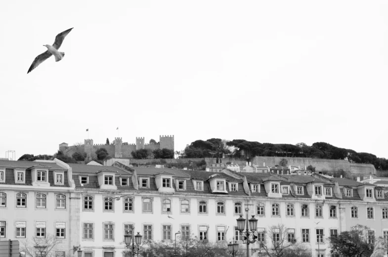 large birds are flying in the air above a row of buildings