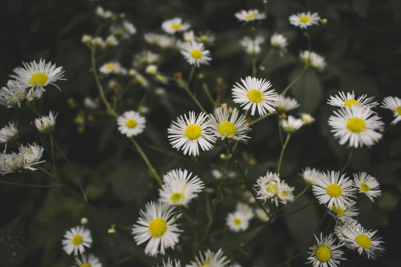 a field full of white daisies growing in a garden