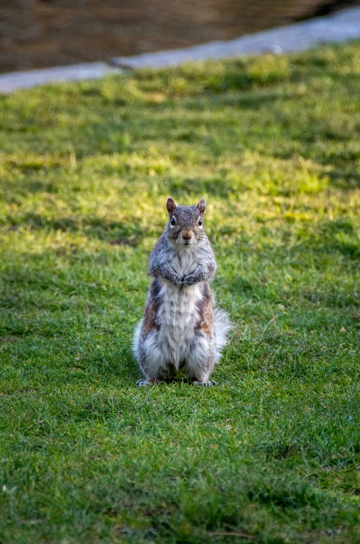 the squirrel is sitting on the grass by himself