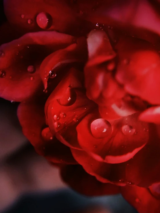 there is a very pretty red flower with many drops