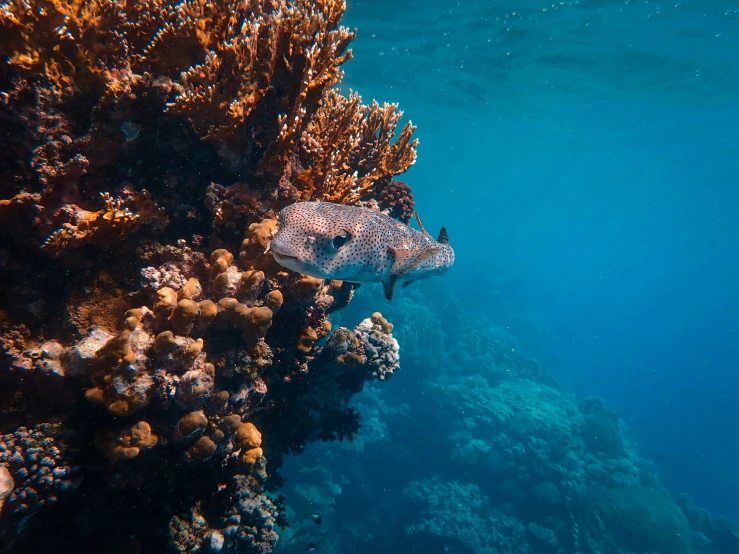 the sea floor is filled with lots of corals