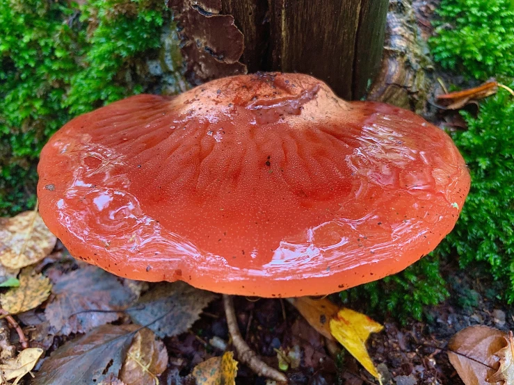 a close up of a mushroom growing on a forest floor