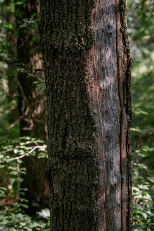 the trunk of an older tree has little damage