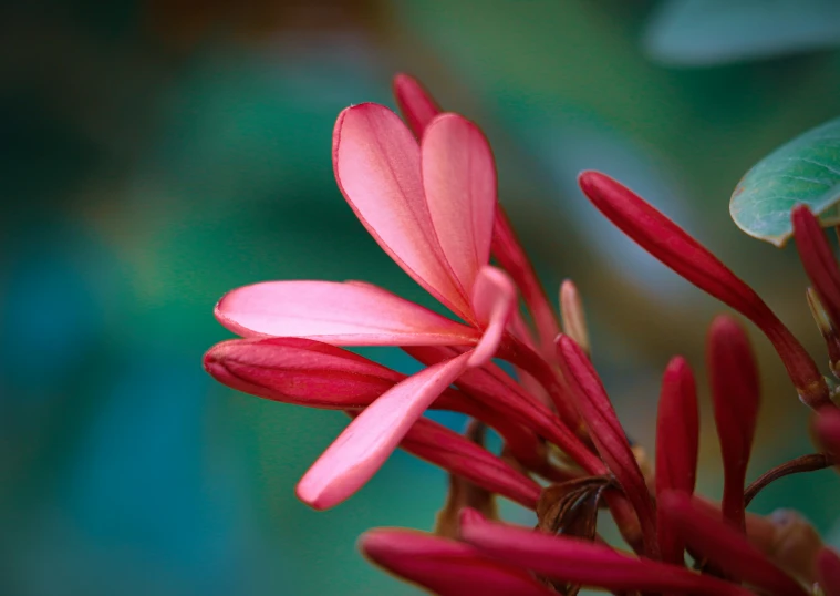 a beautiful red flower with a green background