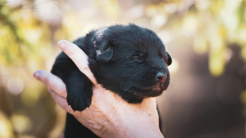 a dog in a persons hand is being held