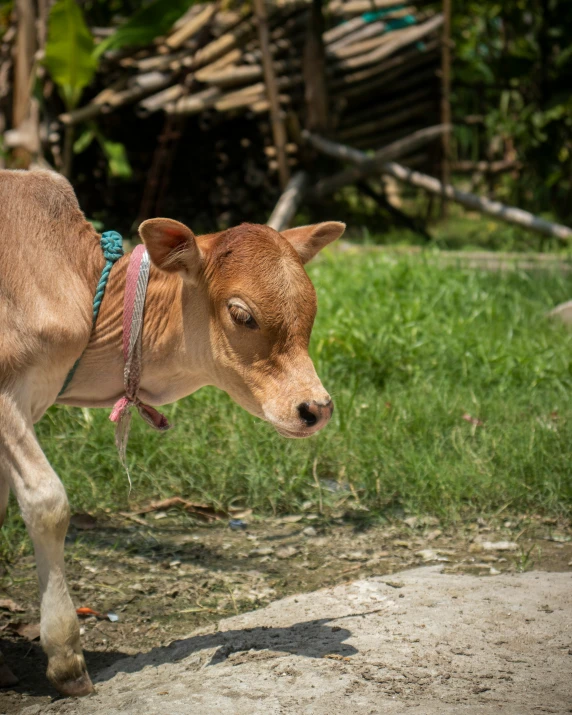 this brown cow is walking across a field