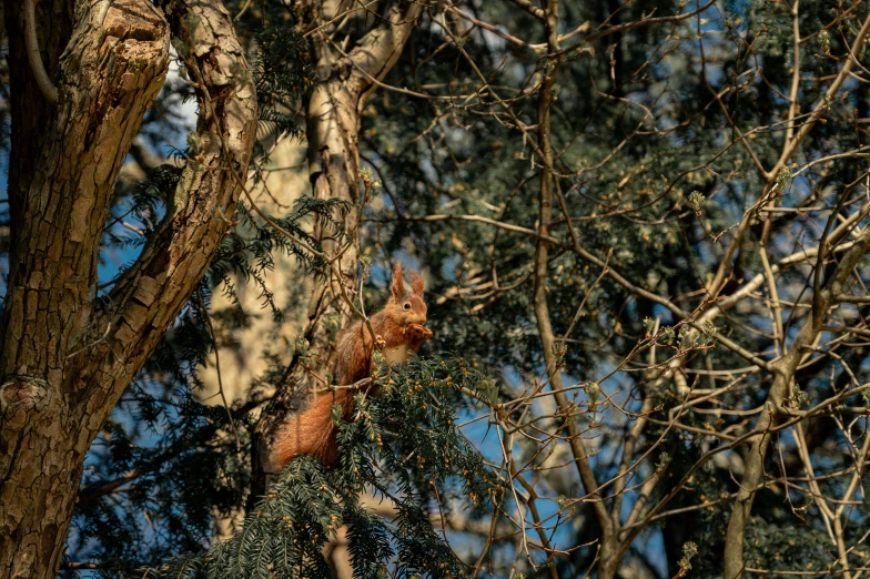 a squirrel climbs a tree in the wilderness